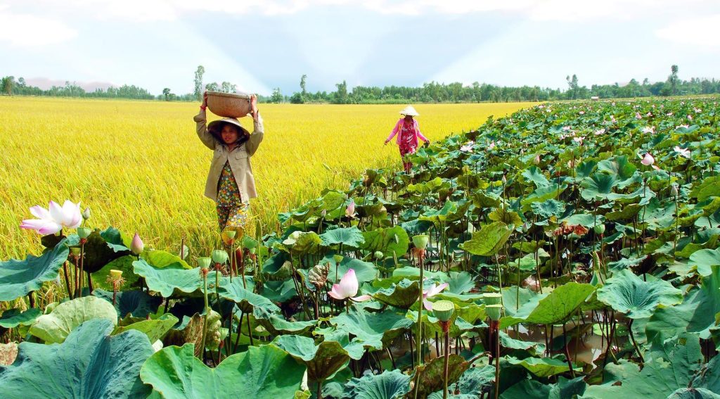 Các điểm du lịch không thể bỏ qua khi đến đi Đồng Tháp